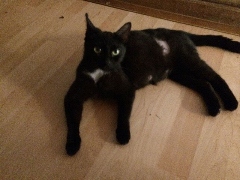 Cleo