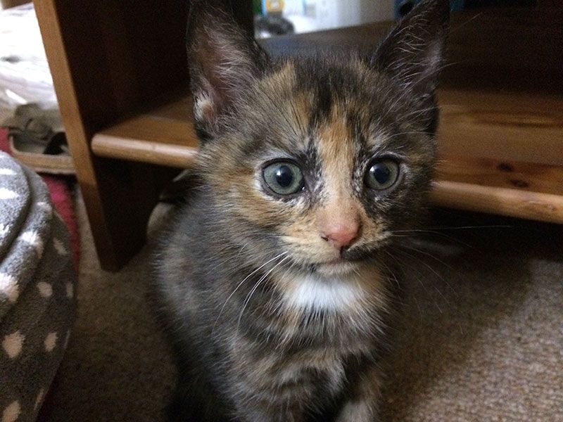 Izzy