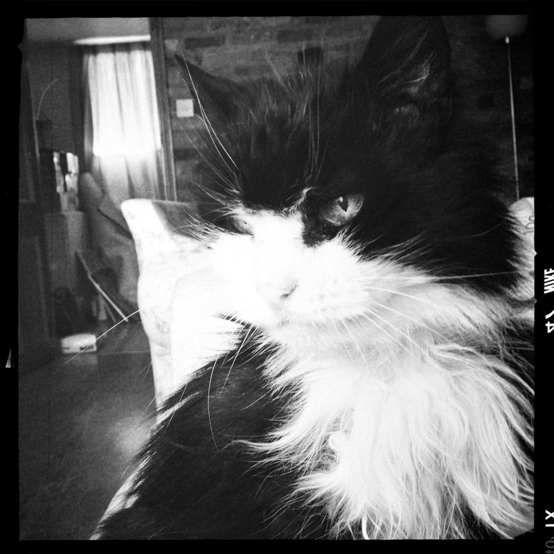 Shira, the Minxy one