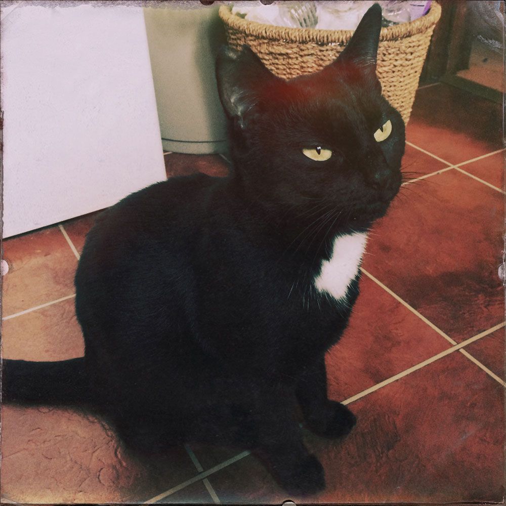 Cleo